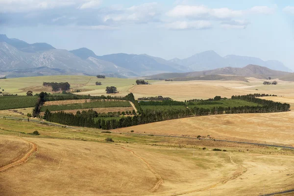 Villiersdorp Western Cape Sudafrica Dicembre 2019 Piantagione Alberi Frutto Protetti — Foto Stock