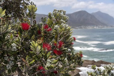Hermanus, Batı Burnu, Güney Afrika. Aralık 2019. Hermanus 'taki Hint Okyanusu kıyısında kırmızı çiçekli bir Pohutukawa popüler bir Güney Afrika tatil köyü..