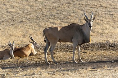 Caledon, Batı Burnu, Güney Afrika. Aralık 2019. Eland, Güney Afrika 'nın Overberg bölgesinde bir çiftlikte.