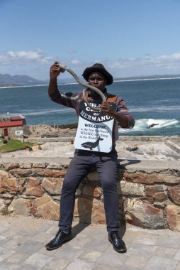Hermanus, Batı Burnu, Güney Afrika. Aralık 2019. Hermanus 'un balina avcısı boynuzunu kullanarak Hint Okyanusu' nun arka planına sahip..
