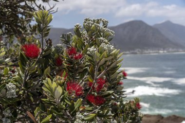 Hermanus, Batı Burnu, Güney Afrika. Aralık 2019. Hermanus 'taki Hint Okyanusu kıyısında kırmızı çiçekli bir Pohutukawa popüler bir Güney Afrika tatil köyü..