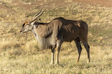 Caaledon, Batı Burnu, Güney Afrika. Aralık 2019. Eland, Güney Afrika 'nın Overberg bölgesinde bir çiftlikte.