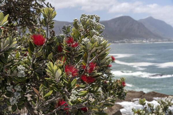Hermanus, Western Cape, South Africa. December 2019. A Pohutukawa with red flowers on the coast of the Indian Ocean at Hermanus a popular South African resort.