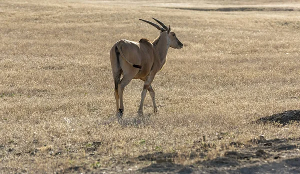 Caledon Westkap Südafrika Dec 2019 Eland Auf Einem Bauernhof Der — Stockfoto