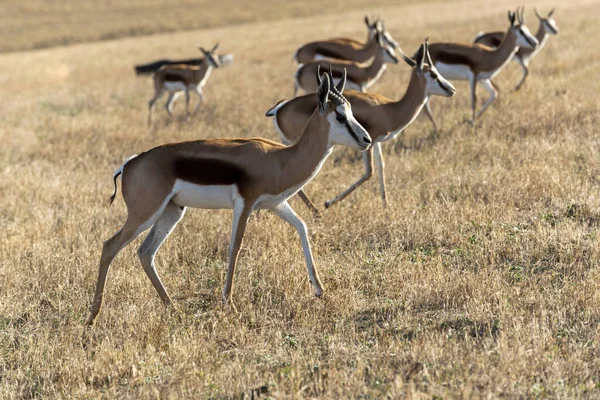 カレドン 西ケープ州 南アフリカ 2019年12月南アフリカのオーバーバーグ地域の農場の土地 — ストック写真