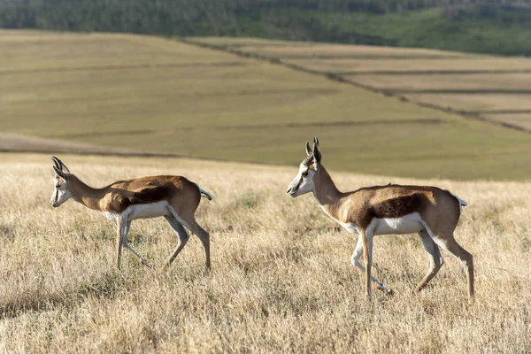 Caledon, Western Cape, South Africa. Dc 2019.  Springbok grazing on farmland in the Overberg region of the Western Cape, South Africa