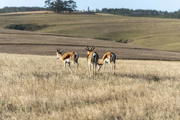 Caledon Western Cape África Sul 2019 Springbok Pastoreando Terras Agrícolas — Fotografia de Stock