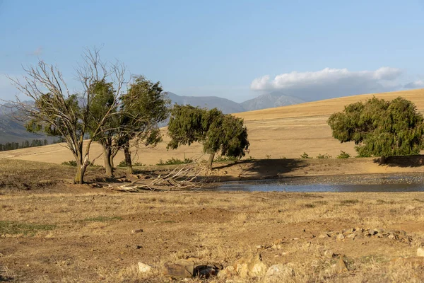 Caledon Western Cape Sudáfrica Dic 2019 Agujero Algunos Árboles Tierras — Foto de Stock