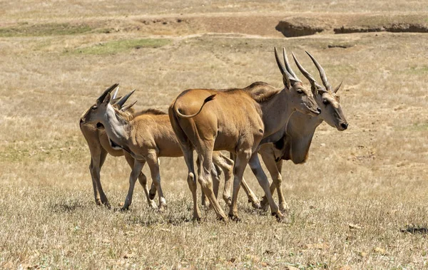 Caaledon,Western Cape, South Africa. Dec 2019. Eland on a farm in the Overberg region of South Africa