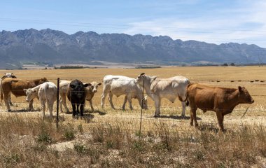 Tulbagh, Batı Burnu, Güney Afrika. Aralık 2019. Güney Afrika 'nın Batı Burnu' nun Swartland bölgesinde, Tulbagh 'ta bir çiftlikte sığır otlatılıyor.