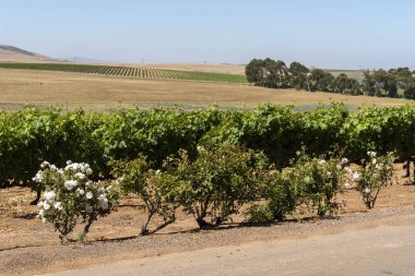 Durbanville, Cape Town, Güney Afrika. Aralık 2019. Güney Afrika 'da Cape Town yakınlarında yetişen Durbanville şarabında üzüm üzümleri
