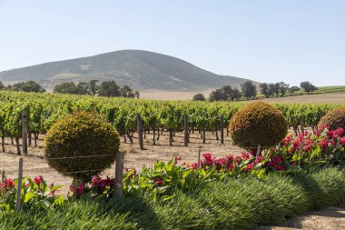 Durbanville, Cape Town, Güney Afrika. Aralık 2019. Güney Afrika 'da Cape Town yakınlarında yetişen Durbanville şarabında üzüm üzümleri