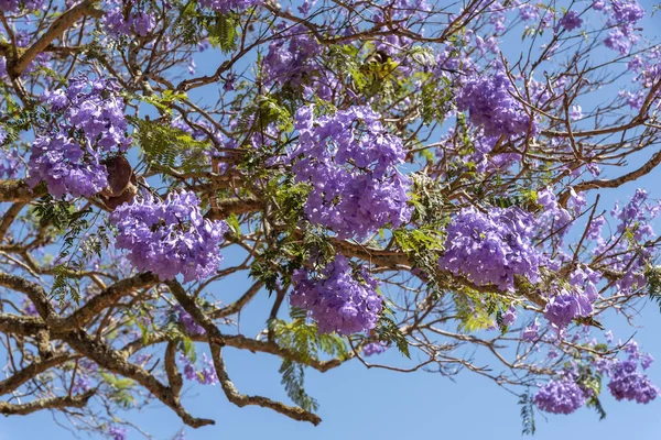 Durbanville Cidade Cabo África Sul Dezembro 2019 Jacaranda Árvore Flor — Fotografia de Stock