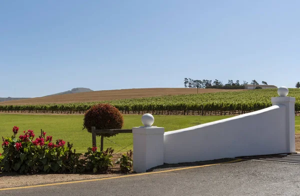 南アフリカ共和国ケープタウンのダーバンビル 2019年12月南アフリカのケープタウンに近いデュルバンヴィルワイン栽培地域のブドウ畑 — ストック写真