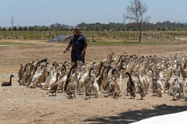 Stellenbosch yakınlarında, Batı Burnu, Güney Afrika. Indian Runner ördekleri güdülüyor. Sarmaşıklarda salyangoz ve böcekleri kontrol etmek ve turistler için geçit törenlerinde kullanılırlar..
