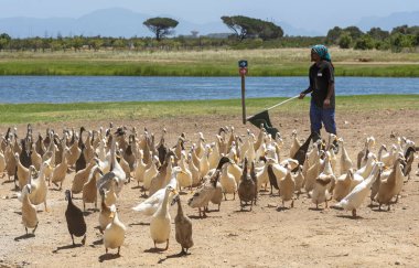 Stellenbosch yakınlarında, Batı Burnu, Güney Afrika. Indian Runner ördekleri güdülüyor. Sarmaşıklarda salyangoz ve böcekleri kontrol etmek ve turistler için geçit törenlerinde kullanılırlar..