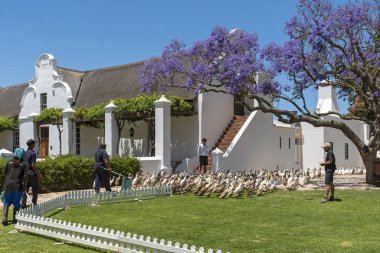 Fuure, Stellenbosh, Güney Afrika. Aralık 2019. Hint Koşucu ördek sürüsü Güney Afrika 'nın Faure kentindeki Vergenoegt şarap arazisindeki çiftliğin önünden yürüyor. Popüler turistik cazibe.