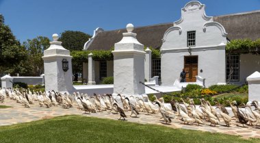 Fuure, Stellenbosh, Güney Afrika. Aralık 2019. Hint Koşucu ördek sürüsü Güney Afrika 'nın Faure kentindeki Vergenoegt şarap arazisindeki çiftliğin önünden yürüyor. Popüler turistik cazibe.