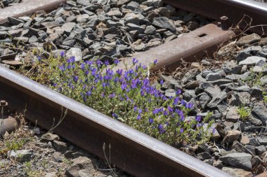 Ceres, Swartland, South Africa. Dec2019.  Weeds growing on a railway track