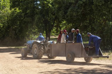 Klondyke Cherry Farm, Ceres, Western cape South Africa. Dec 2019. Farm tractor and trailer loaded with cherry pickers at Klondyke farm, Ceres.