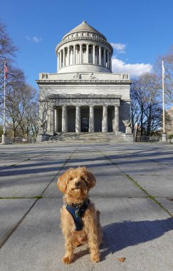 Grant 's Tomb, Yukarı Manhattan, New York, ABD. Coronavirus tecrit döneminde Manhattan 'daki Grant' Tomb 'un dışında tek başına bir Schnoodle köpeği..