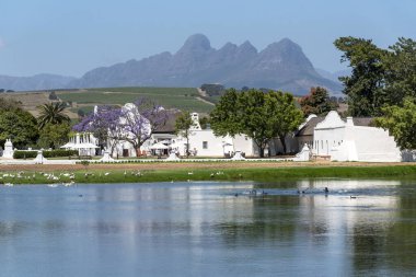 Stellenbosch, Batı Burnu, Güney Afrika. 2019. Güney Afrika, Stellenbosch yakınlarındaki Vergenoegt şarap arazisinde büyük bir ördek havuzu..