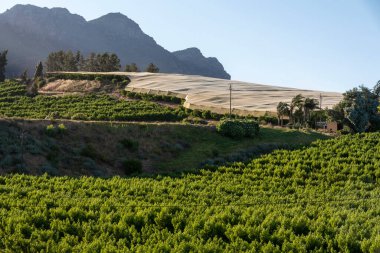 Riebeek Kasteel, Swartland, Güney Afrika. 2019. Sarmaşıkların genel görünümü, bazıları Swartland bölgesindeki Riebeek Kasteel 'de gölgeleniyor..