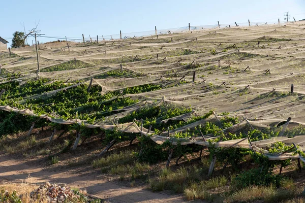 Riebeek Kasteel Swartland Rpa 2019 Rok Przegląd Winorośli Cieniu Płótna — Zdjęcie stockowe