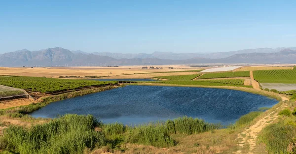 Riebeek Kasteel Swartland Sudafrica 2019 Panoramica Dei Vigneti Delle Aziende — Foto Stock