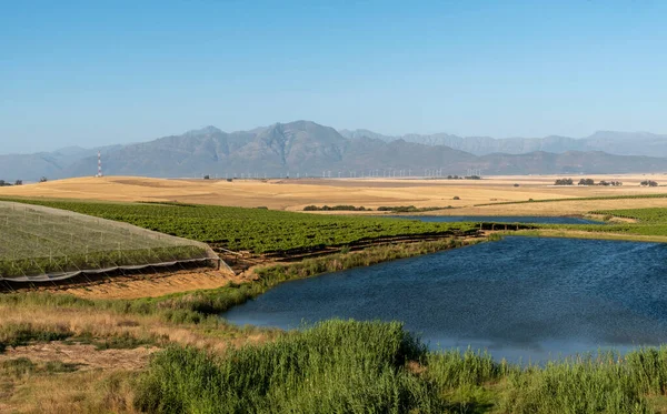 Riebeek Kasteel Swartland Sudáfrica 2019 Panorámica Los Viñedos Granjas Productoras — Foto de Stock