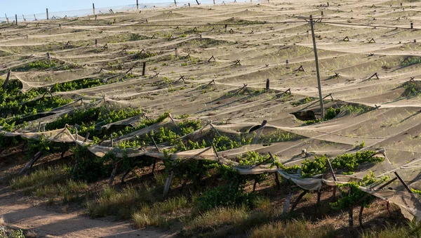 Riebeek Kasteel Swartland África Sul 2019 Panorâmica Das Vinhas Sob — Fotografia de Stock