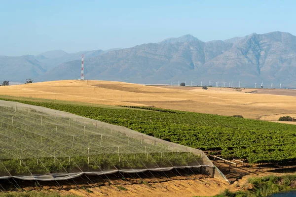 Рибик Кастел Свартленд Южная Африка 2019 Год Обзор Виноградников Пшеничных — стоковое фото