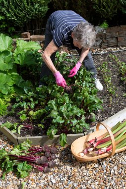 Hampshire, İngiltere, İngiltere. 2019. Küçük bahçesinden pancar ve ravent toplayan yaşlı bir kadın.