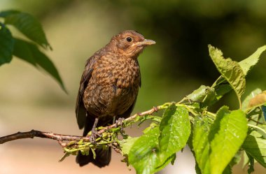 Hampshire, İngiltere, İngiltere. Mayıs 2020. Genç bir Karatavuk Çiçekli kiraz ağacında oturdu.