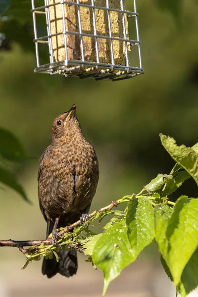 Hampshire Anglie Spojené Království Květen 2020 Mladý Kos Stojící Větvi — Stock fotografie