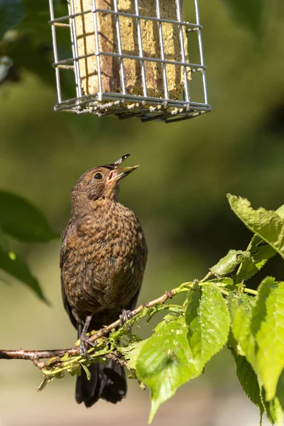 Hampshire Anglie Spojené Království Květen 2020 Mladý Kos Stojící Větvi — Stock fotografie