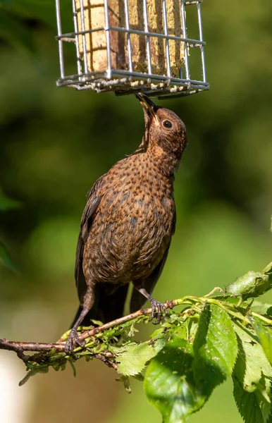 Hampshire Anglie Spojené Království Květen 2020 Mladý Kos Stojící Větvi — Stock fotografie