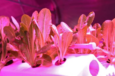 Büyüyen bitkiler, uçaklar. Yeşillik ve bitkilerin eşsiz üretimi. Havacılık sistemi fabrika üretiminde. Yıl boyunca bitki yetiştirmek için yenilikçi bir yöntem. Kışın bitki yetiştirmek için seralar