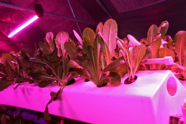 Büyüyen bitkiler, uçaklar. Yeşillik ve bitkilerin eşsiz üretimi. Havacılık sistemi fabrika üretiminde. Yıl boyunca bitki yetiştirmek için yenilikçi bir yöntem. Kışın bitki yetiştirmek için seralar