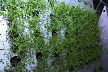 Büyüyen bitkiler, uçaklar. Yeşillik ve bitkilerin eşsiz üretimi. Havacılık sistemi fabrika üretiminde. Yıl boyunca bitki yetiştirmek için yenilikçi bir yöntem. Kışın bitki yetiştirmek için seralar