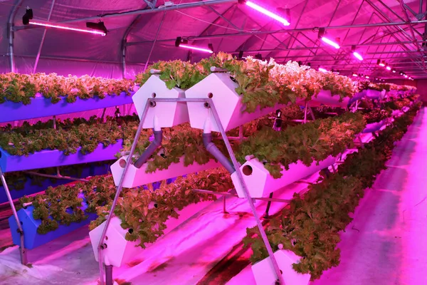 Growing plants aeroponics. Unique production of greenery and plants. Aeroponic system in plant production. An innovative method of growing plants a round year. Greenhouses for growing plants in winter. Drop watering plants.