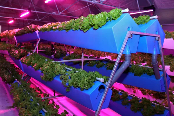 Growing plants aeroponics. Unique production of greenery and plants. Aeroponic system in plant production. An innovative method of growing plants a round year. Greenhouses for growing plants in winter. Drop watering plants.