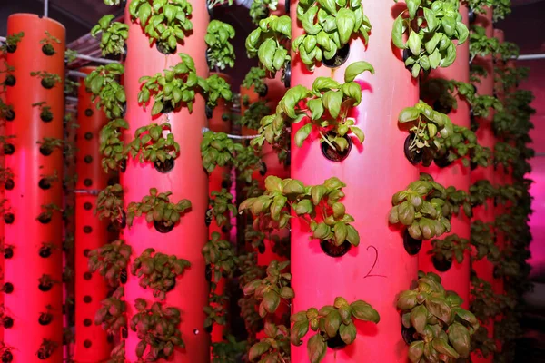Καλλιέργεια αεροπονικών φυτών. Μοναδική παραγωγή πρασίνου και φυτών. Αεροπονικό σύστημα φυτικής παραγωγής. Μια καινοτόμος μέθοδος καλλιέργειας φυτών όλο το χρόνο. Θερμοκήπια για την καλλιέργεια φυτών το χειμώνα — Φωτογραφία Αρχείου