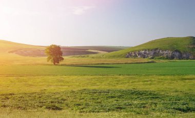 Gün batımında yeşil alan