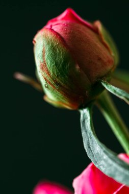 Tatlı pembe Gül Bud bokeh ile.