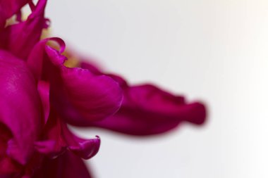 Çiçek makro bokeh arka plan.