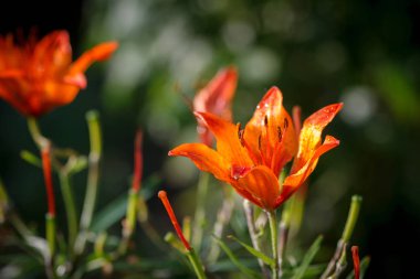 Kırmızı lily arka plan.