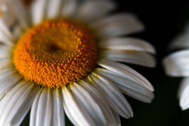Papatya siyah arka plan üzerine. Çiçek arka plan.