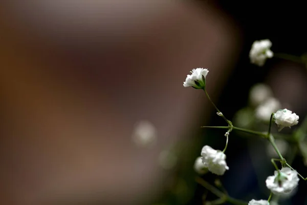 Fondo floral con flores blancas . —  Fotos de Stock