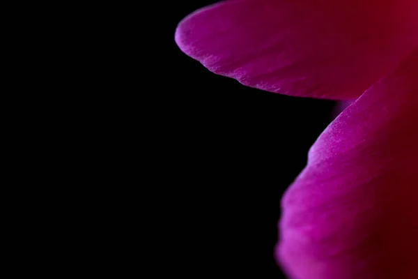 Pink peon petals on black background. Floral with bokeh. — Stock Photo, Image